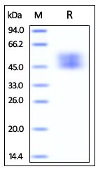 Cynomolgus / Rhesus macaque B7-1, His Tag on SDS-PAGE under reducing (R) condition. The gel was stained overnight with Coomassie Blue. The purity of the protein is greater than 95%.